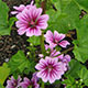 image de Malva sylvestris