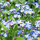 image de Myosotis sylvatica