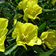 image de Oenothera macrocarpa