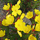 image de Oenothera fruticosa