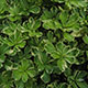 image de Pachysandra terminalis