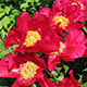 image de Paeonia