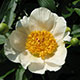 image de Paeonia