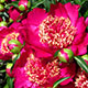 image de Paeonia