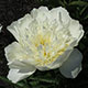 image de Paeonia