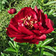 image de Paeonia