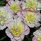 image de Paeonia