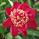 image de Paeonia