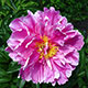 image de Paeonia