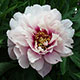 image de Paeonia