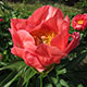 image de Paeonia