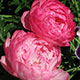 image de Paeonia