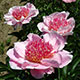 image de Paeonia