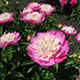 image de Paeonia