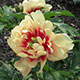 image de Paeonia