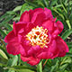 image de Paeonia