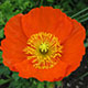 image de Papaver nudicaule