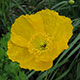 image de Papaver nudicaule