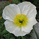 image de Papaver nudicaule