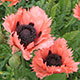 image de Papaver orientale