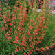 image de Penstemon barbatus