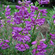 image de Penstemon