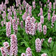 image de Persicaria bistorta