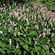 image de Persicaria bistorta