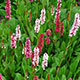 image de Persicaria affinis