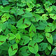 image de Persicaria virginiana filiformis