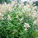 image de Persicaria polymorpha