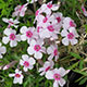 image de Phlox subulata