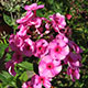 image de Phlox paniculata