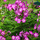 image de Phlox paniculata