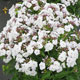 image de Phlox