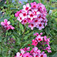 image de Phlox paniculata