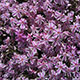 image de Phlox subulata