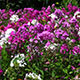 image de Phlox paniculata