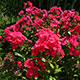 image de Phlox paniculata