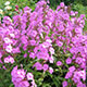 image de Phlox paniculata