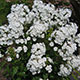 image de Phlox paniculata