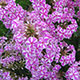 image de Phlox paniculata