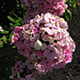 image de Phlox paniculata