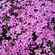 image de Phlox subulata