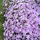 image de Phlox subulata