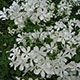 image de Phlox divaricata