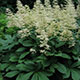 image de Rodgersia pinnata