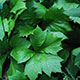 image de Rodgersia podophylla