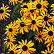 image de Rudbeckia fulgida sullivantii