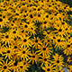 image de Rudbeckia fulgida sullivantii